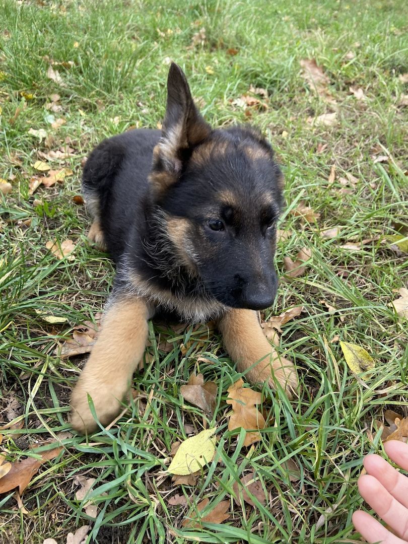 Deutscher Schäferhund Welpen