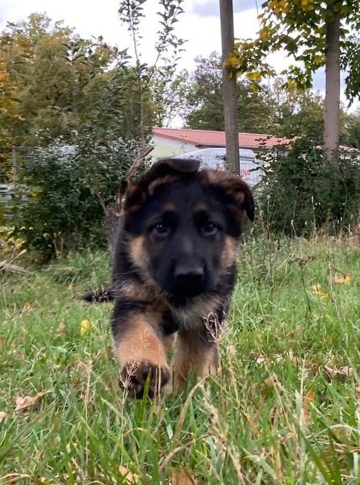 Deutscher Schäferhund Welpen
