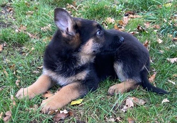 Deutscher Schäferhund Welpen