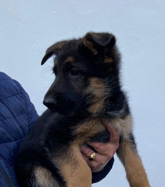 Deutscher Schäferhund Welpen