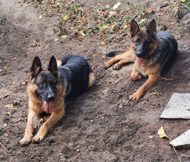 Deutscher Schäferhund Welpen