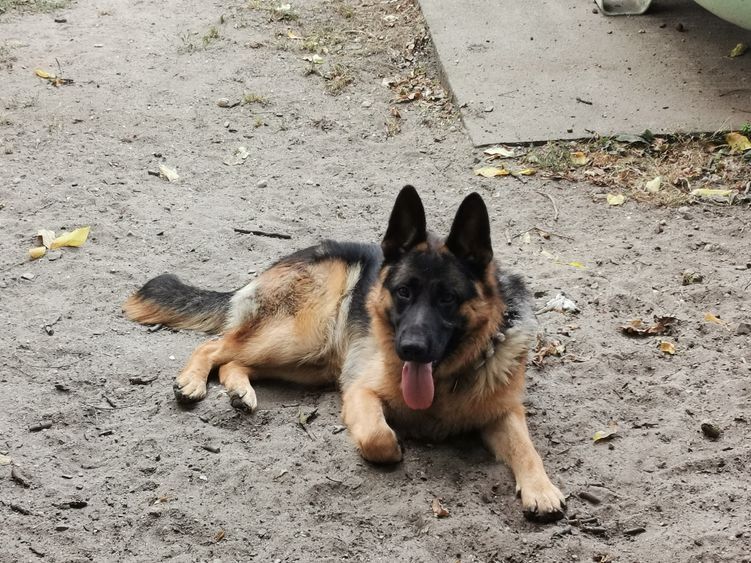 Deutscher Schäferhund Welpen