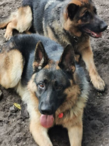 Deutscher Schäferhund Welpen