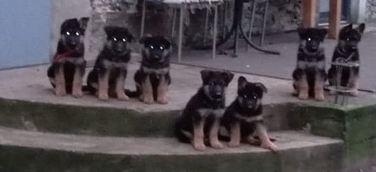 Deutscher Schäferhund Welpen