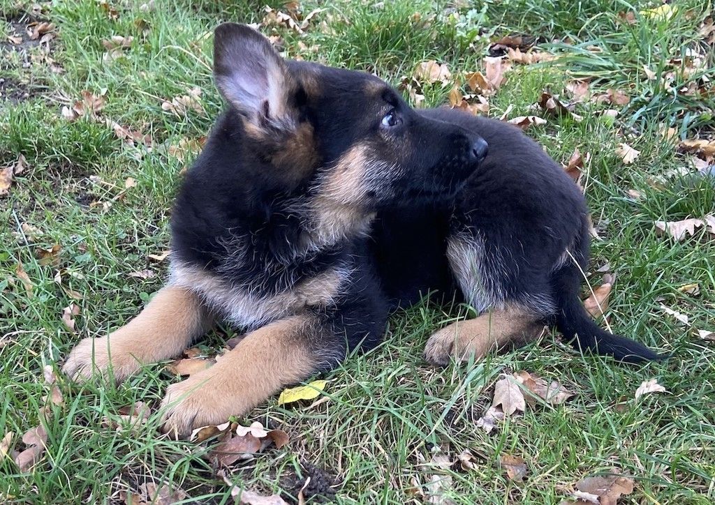 Deutscher Schäferhund Welpen