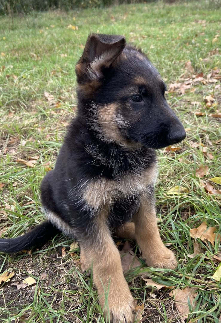 Deutscher Schäferhund Welpen