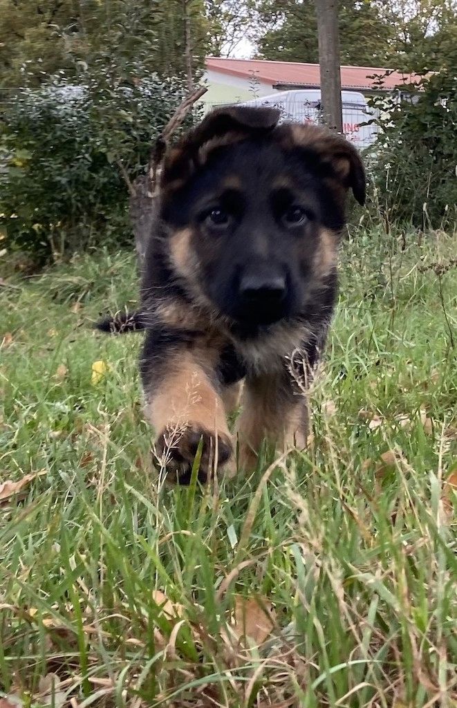 Deutscher Schäferhund Welpen