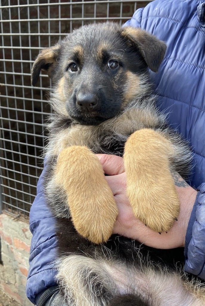 Deutscher Schäferhund Welpen