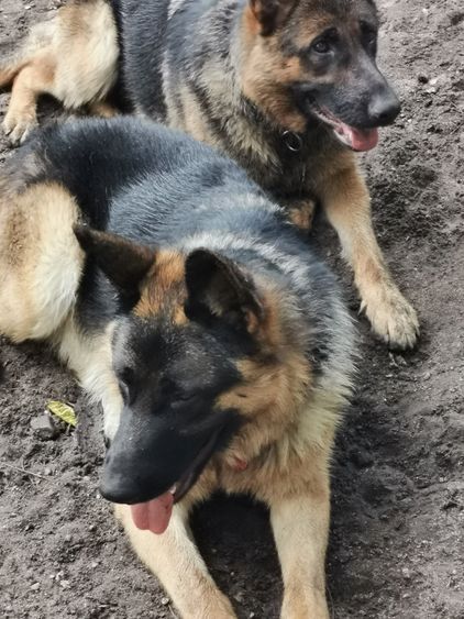 Deutscher Schäferhund Welpen