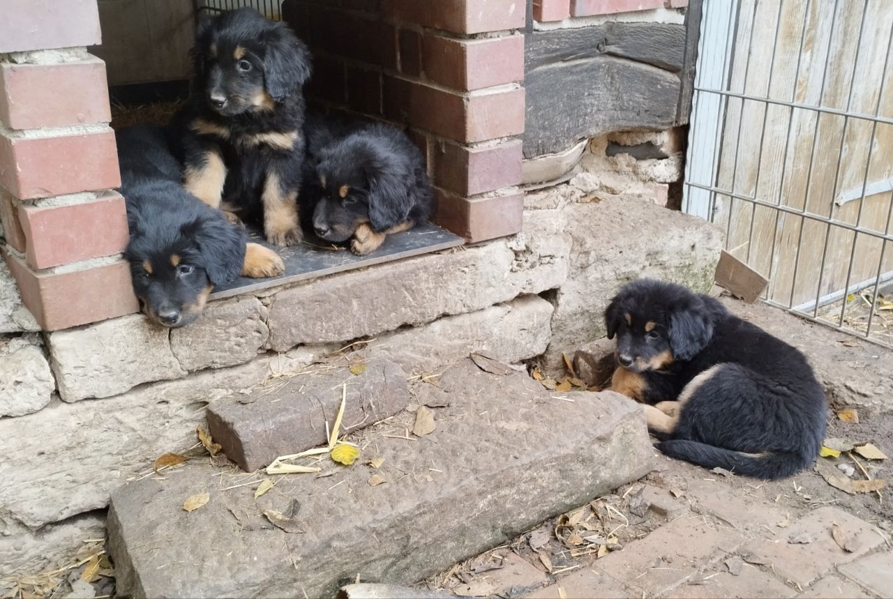 Klein Mika, ein Hovawartwelpe, von unserem M- Wurf, sucht noch neue Familie!