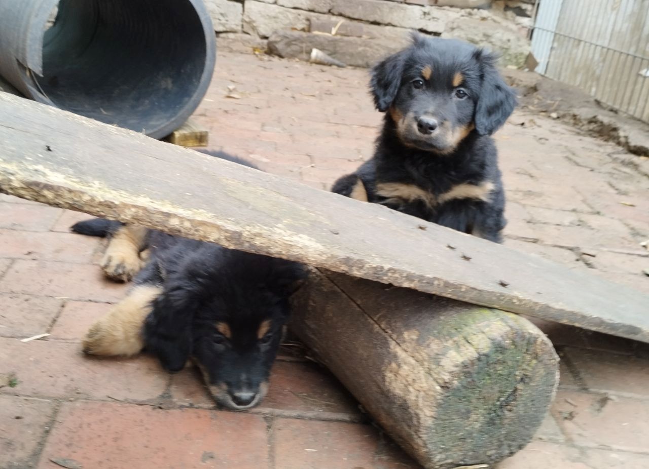 Klein Mika, ein Hovawartwelpe, von unserem M- Wurf, sucht noch neue Familie!