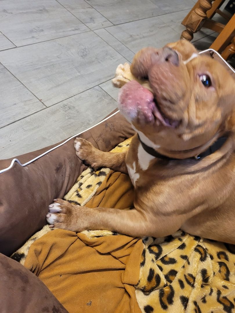 Mischa sucht dringend ein Zuhause