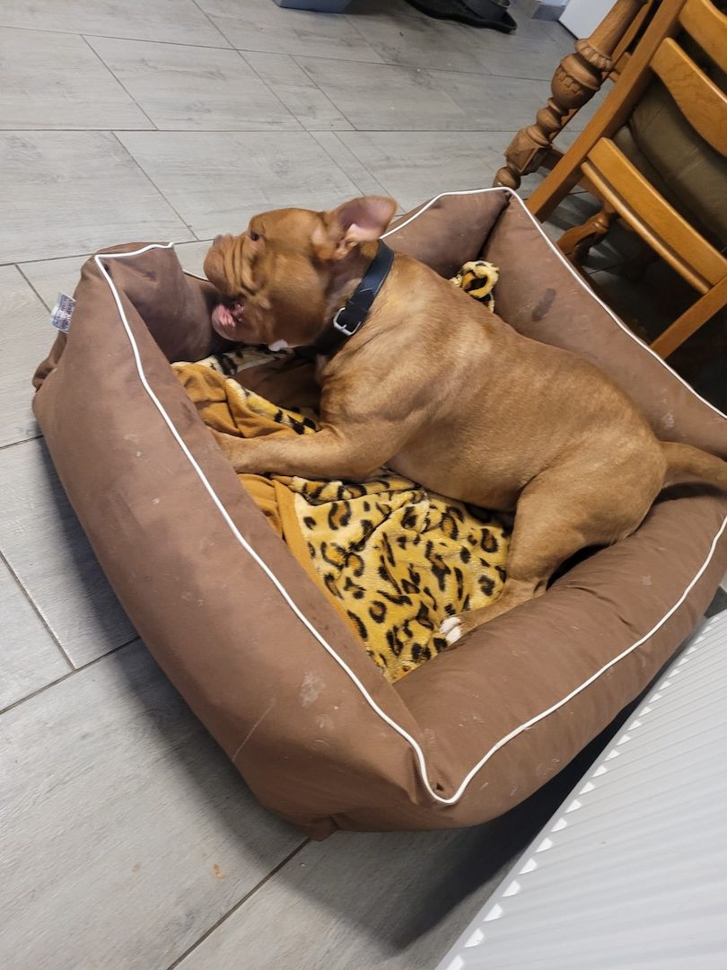 Mischa sucht dringend ein Zuhause