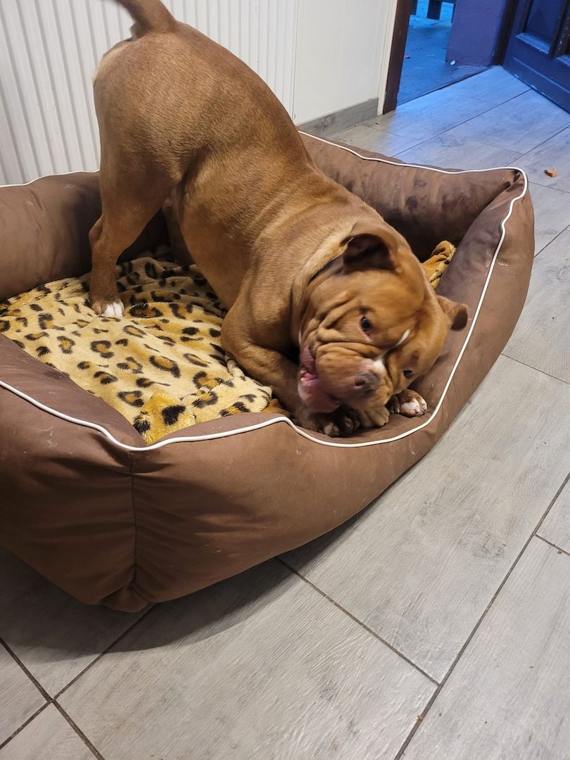 Mischa sucht dringend ein Zuhause