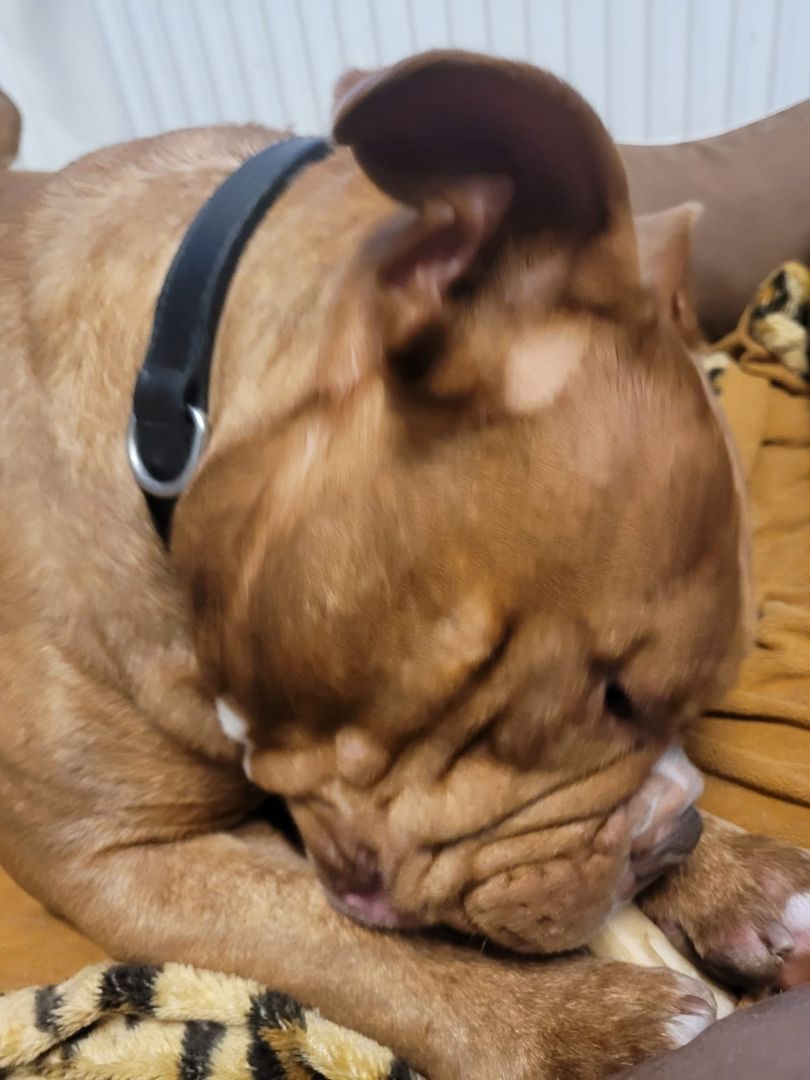 Mischa sucht dringend ein Zuhause