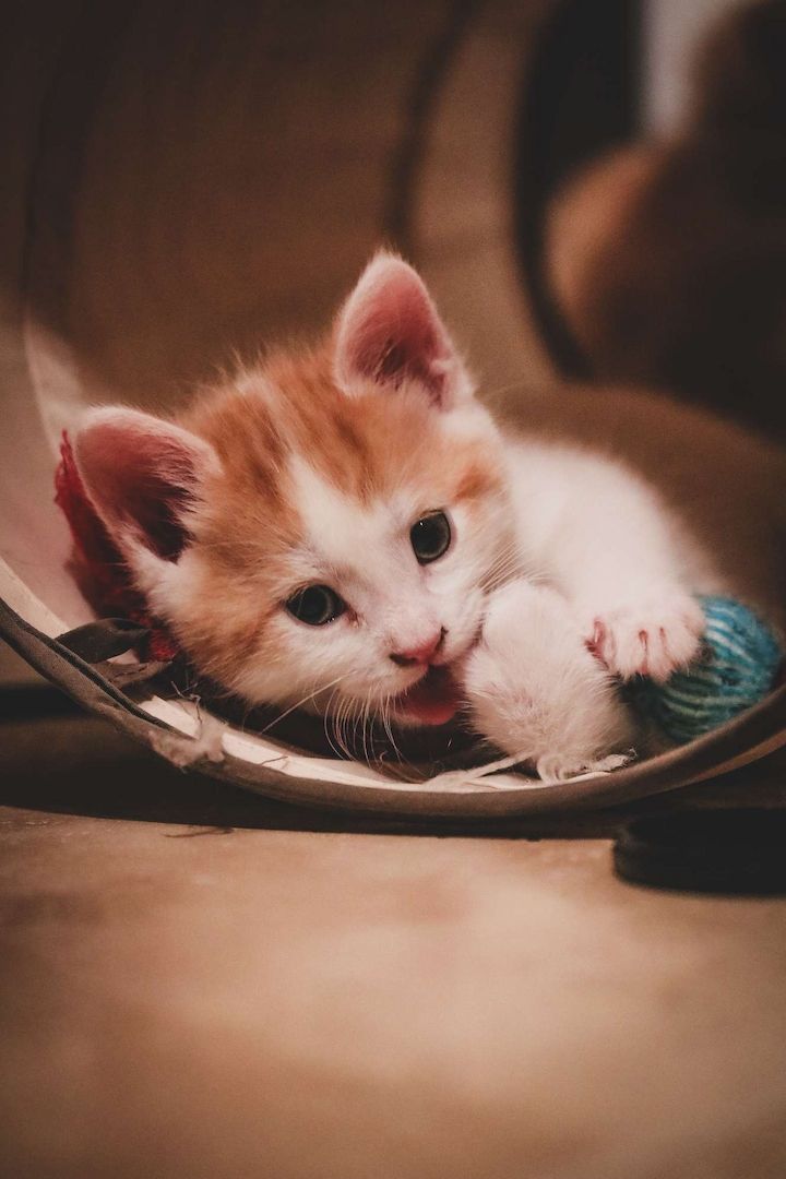 Sibirische Waldkatze x Britisch Kurzhaar-Mix