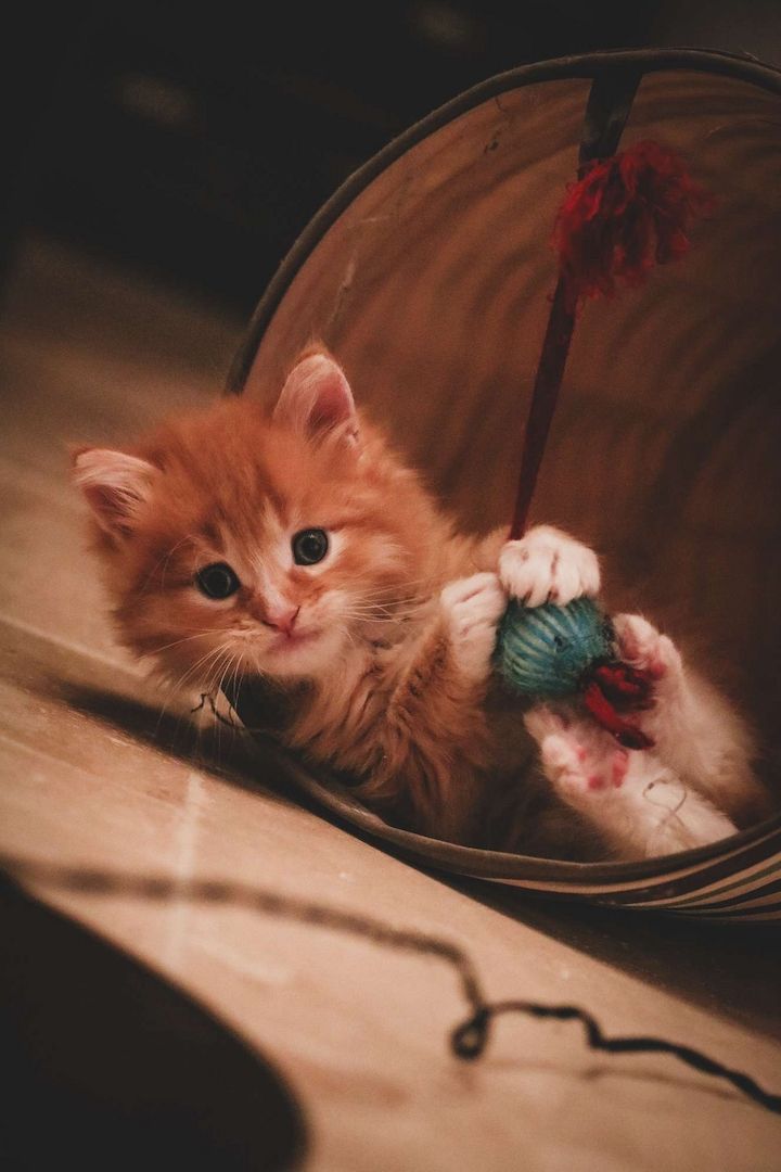 Sibirische Waldkatze x Britisch Kurzhaar-Mix