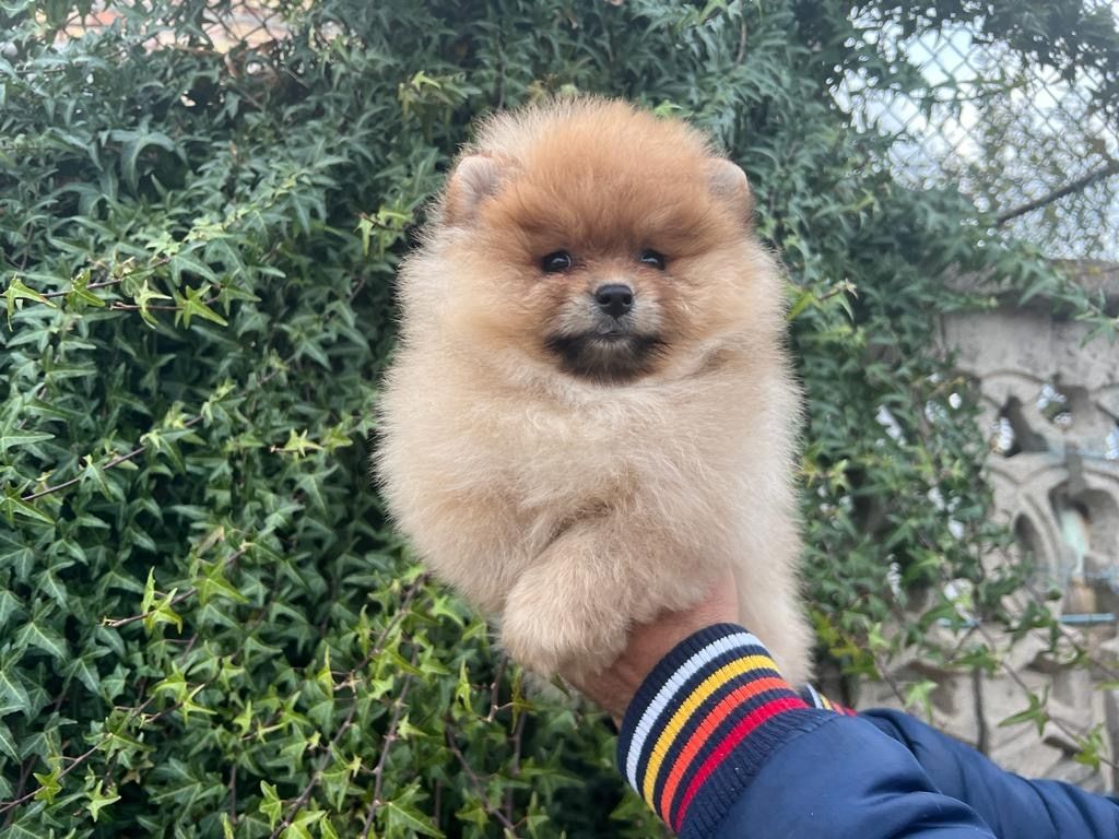 Pomeranian Welpe
