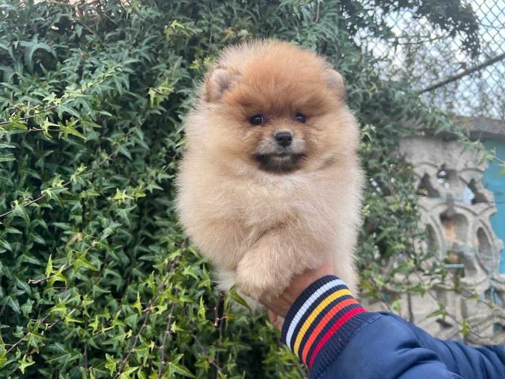 Pomeranian Welpe