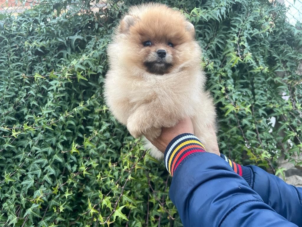 Pomeranian Welpe