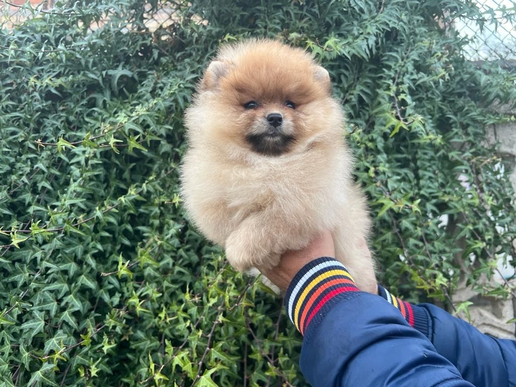 Pomeranian Welpe