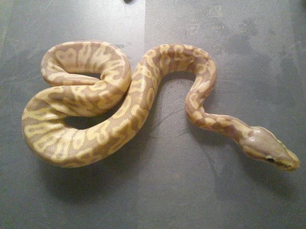 Königspython Python Regius CB 2022 1,0 Pastel Garol Glow pos. Clown