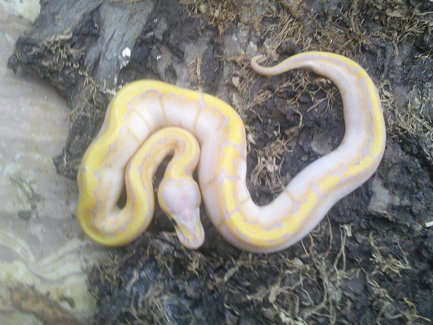 Königspython Python Regius CB 2023 Banana