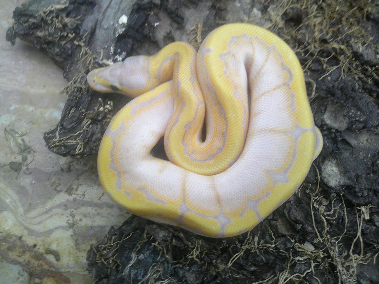 Königspython Python Regius CB 2023 Banana