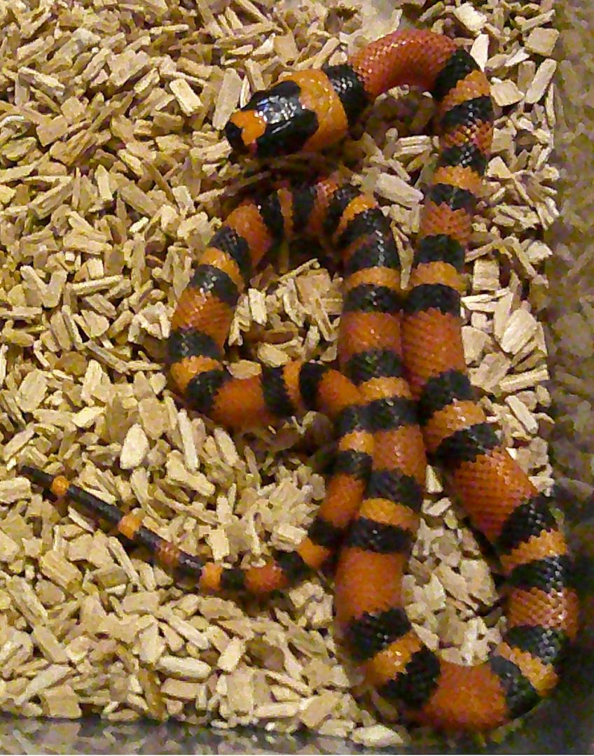 Lampropeltis abnorma abnorma NZ 23, Super Hypo Tangerine