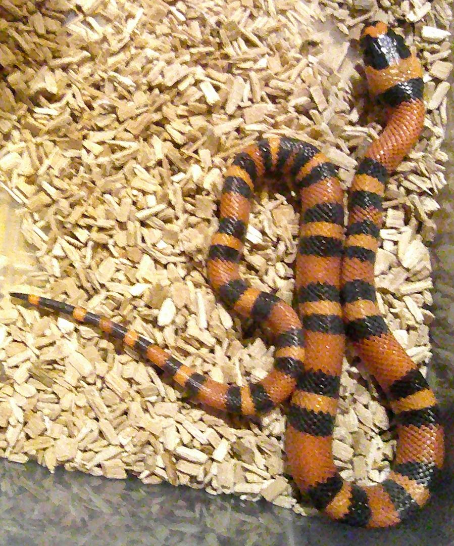 Lampropeltis abnorma abnorma NZ 23, Super Hypo Tangerine