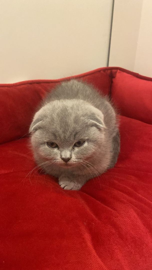 BHK Scottish Fold