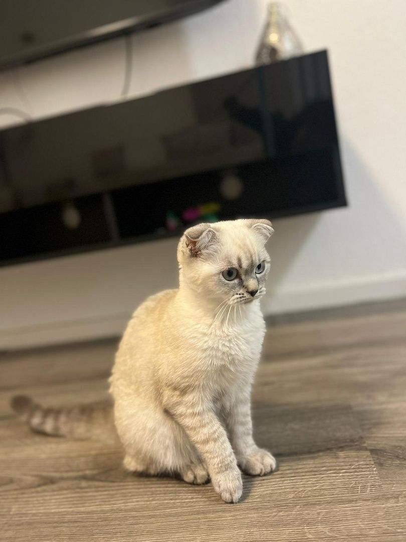 Süßes BKH Kitten männlich