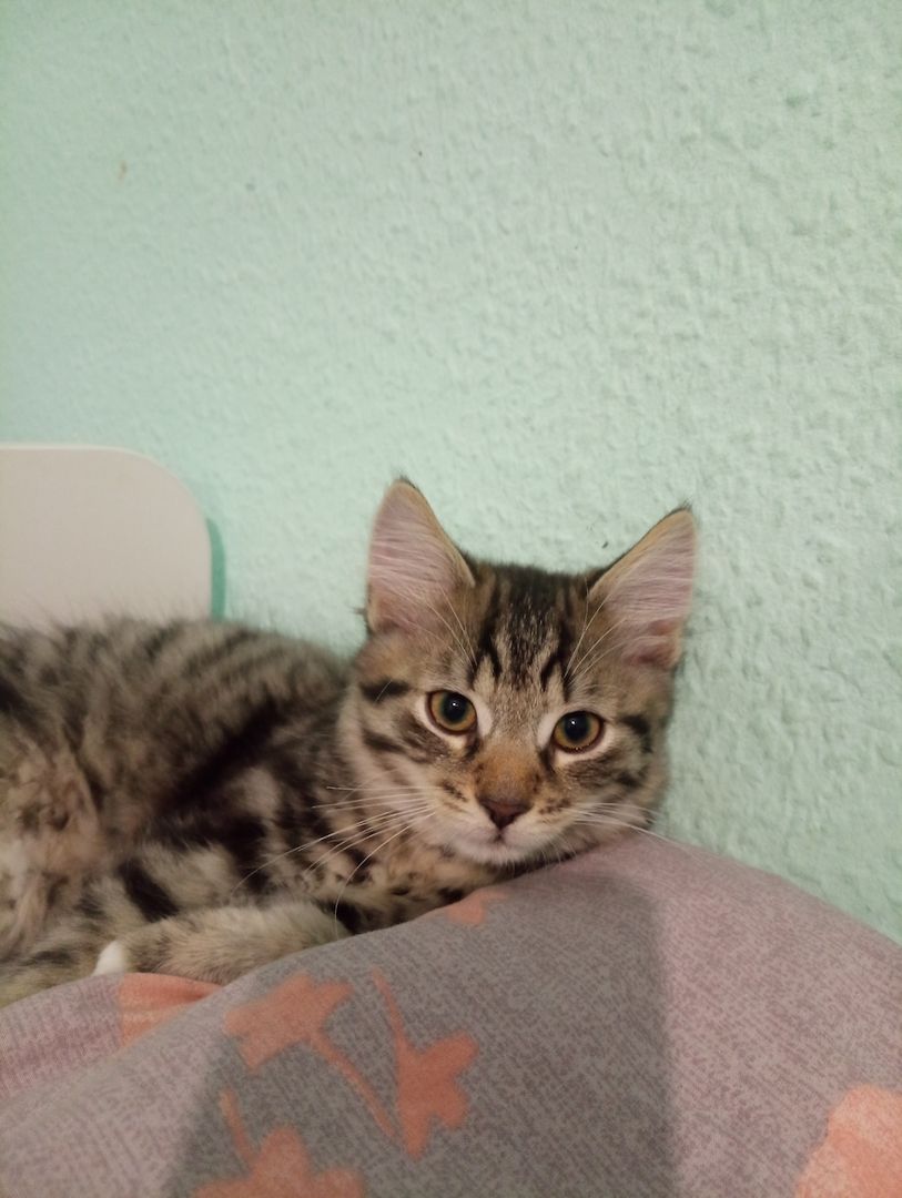 Süßer norwegische Waldkater kitten