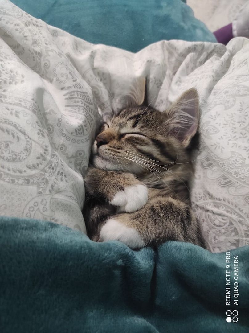 Süßer norwegische Waldkater kitten