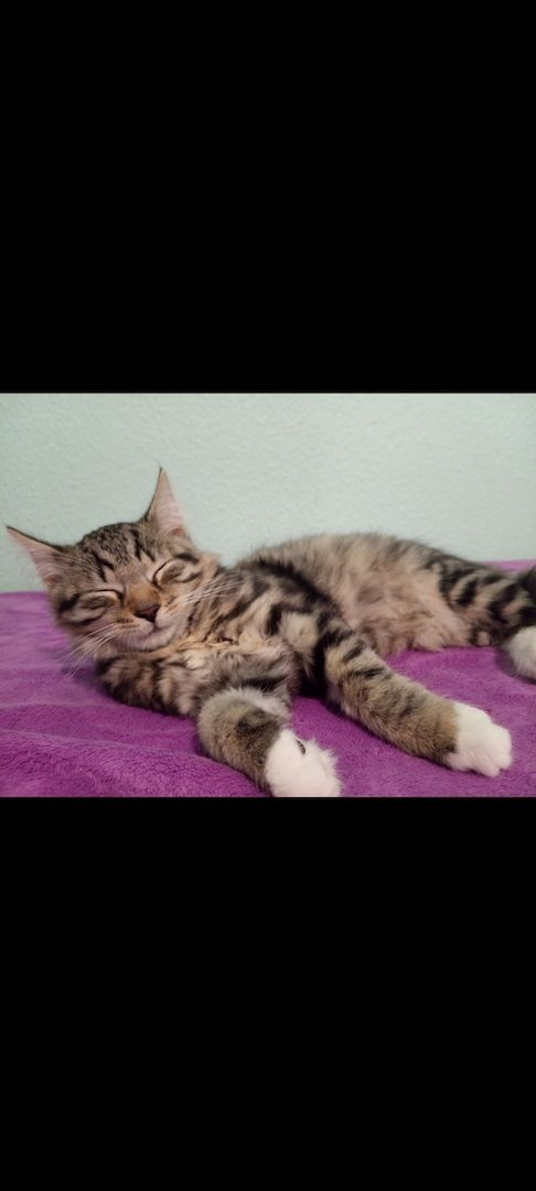 Süßer norwegische Waldkater kitten