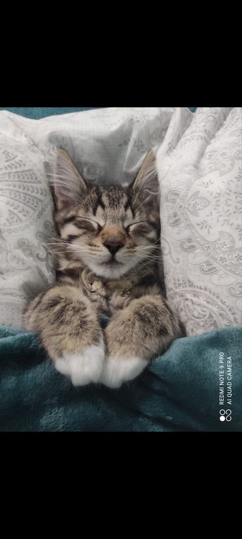 Süßer norwegische Waldkater kitten