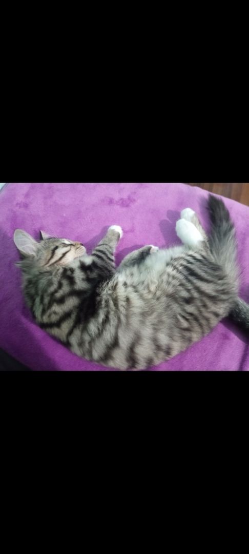 Süßer norwegische Waldkater kitten