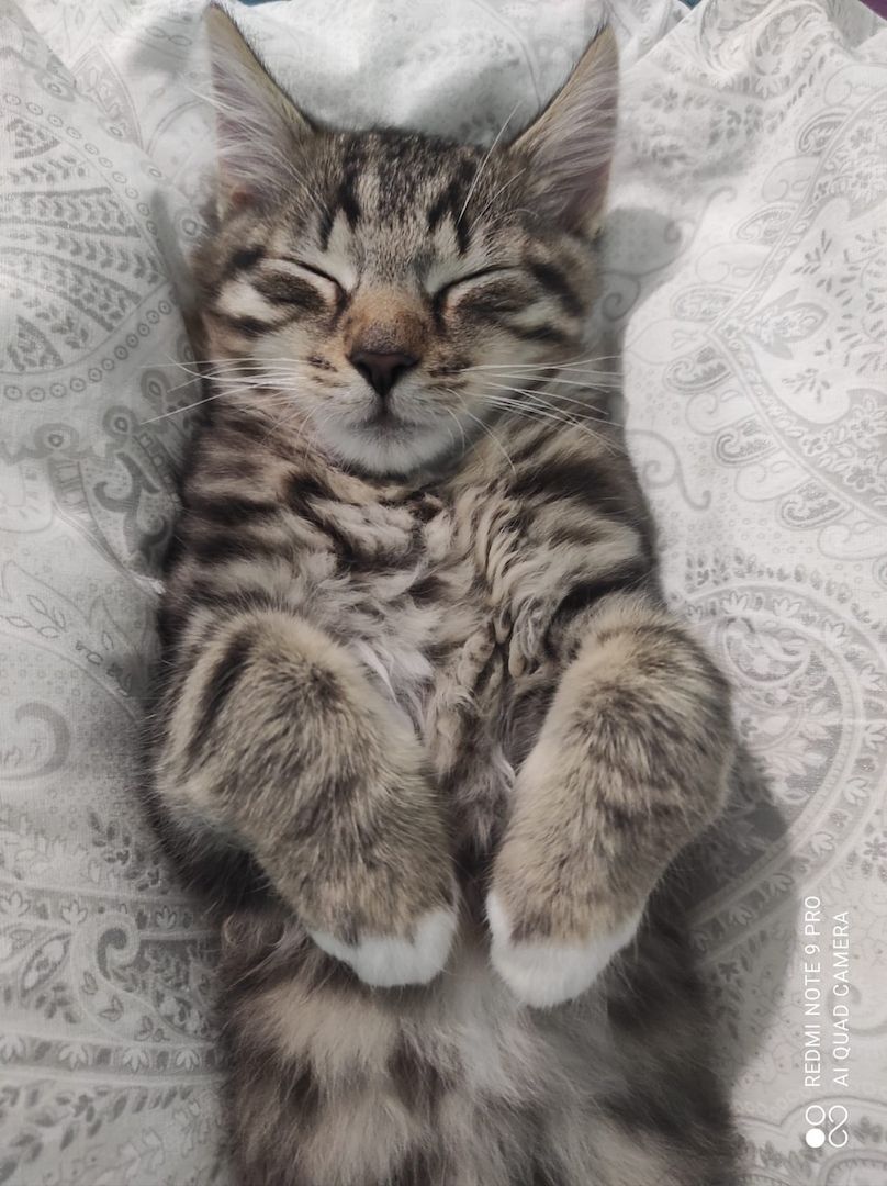 Süßer norwegische Waldkater kitten