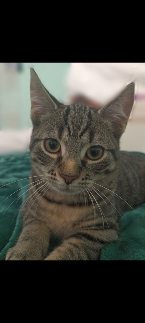 Süße europäischer Kurzhaar Kitten