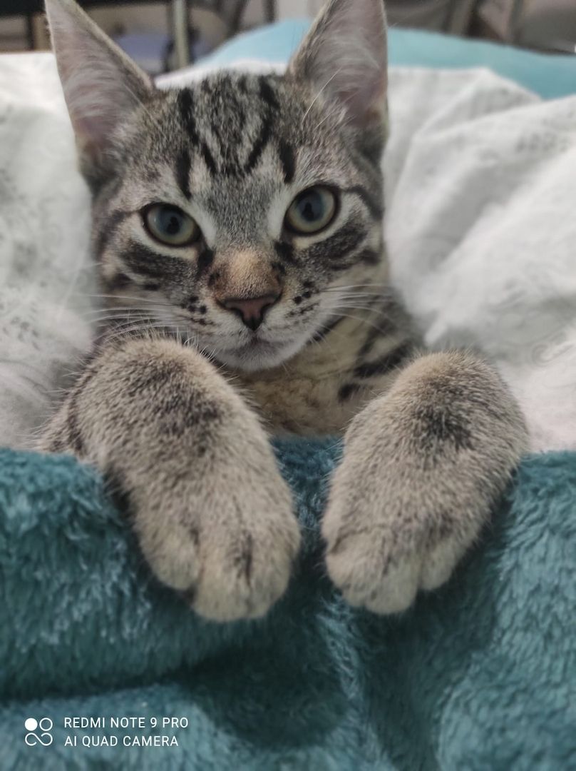 Süße europäischer Kurzhaar Kitten