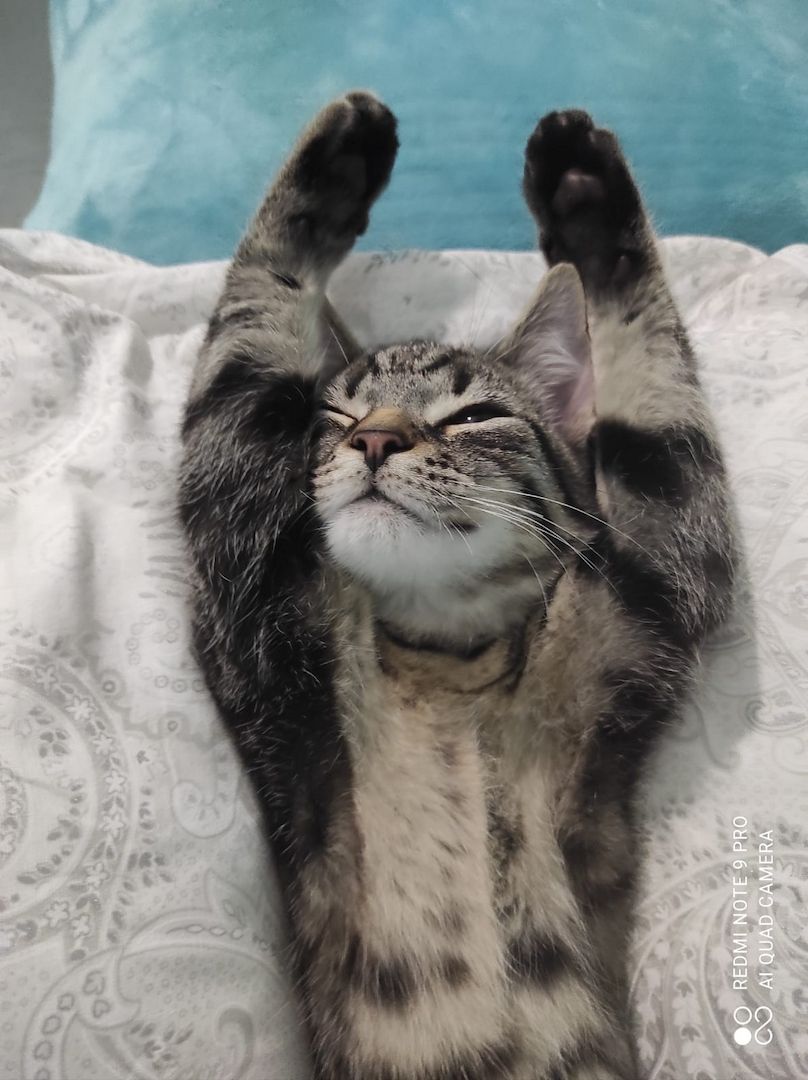 Süße europäischer Kurzhaar Kitten