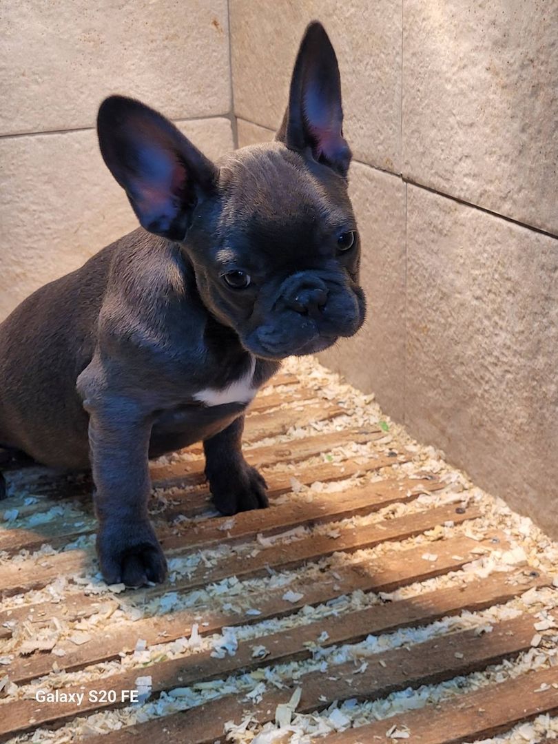 Französische Bulldogge