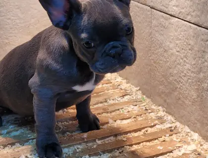 Französische Bulldogge