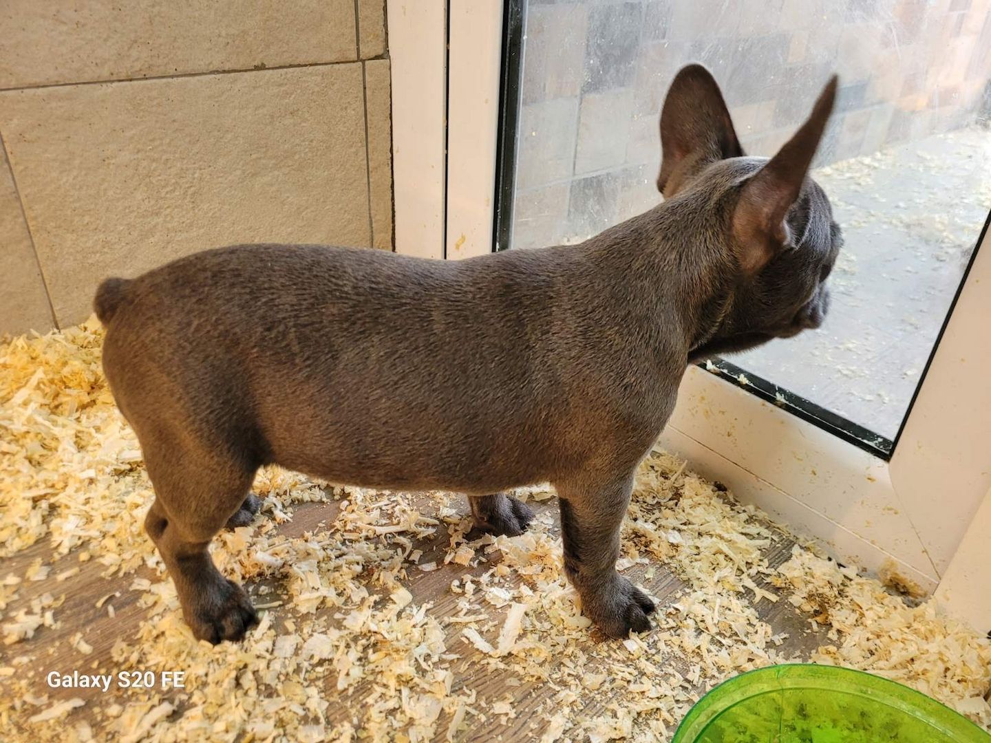 Französische Bulldogge