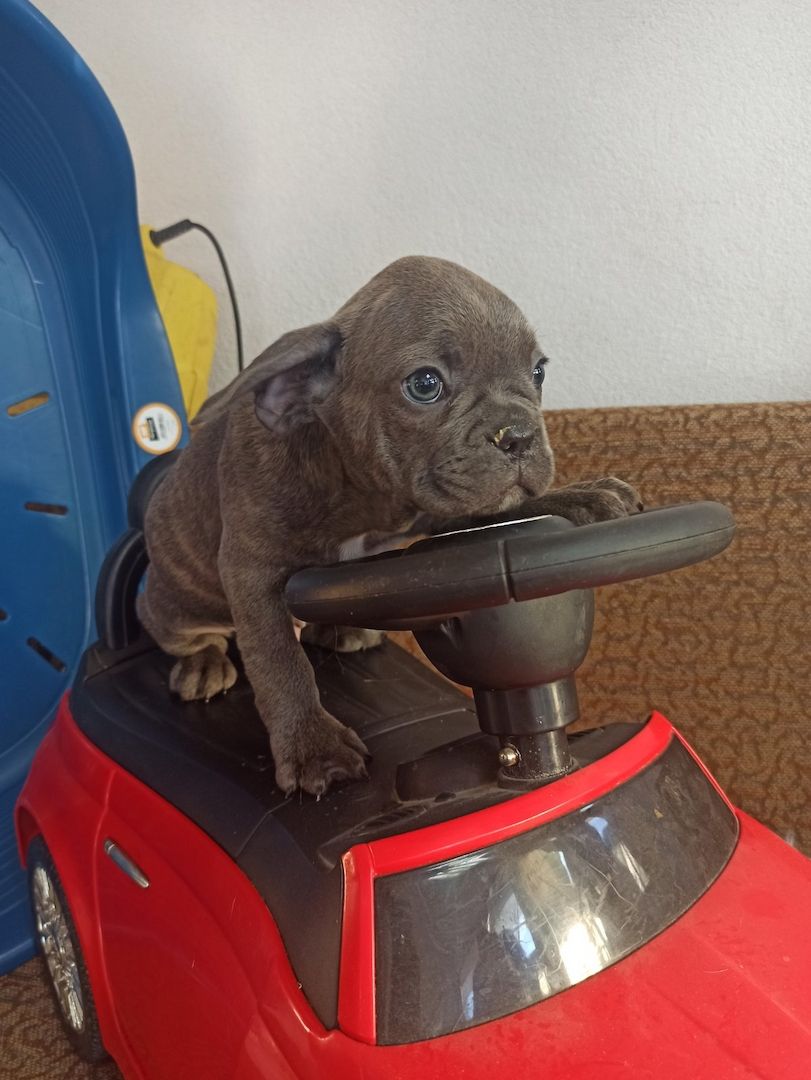 Französische Bulldogge