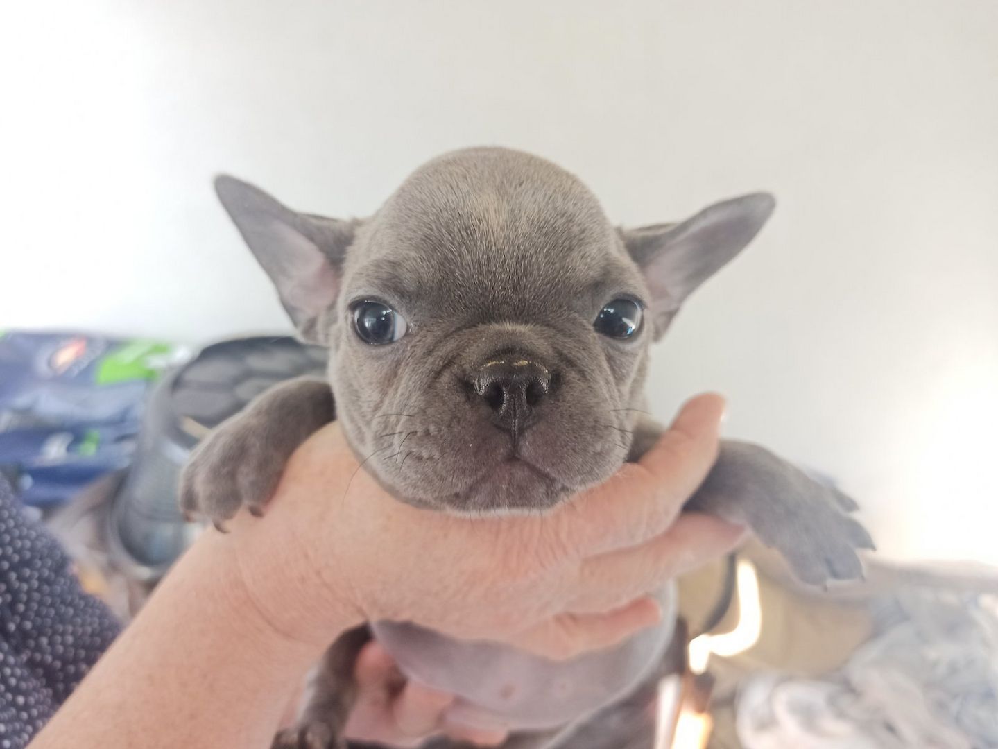 Französische Bulldogge