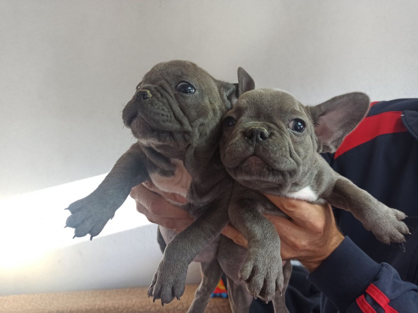 Französische Bulldogge