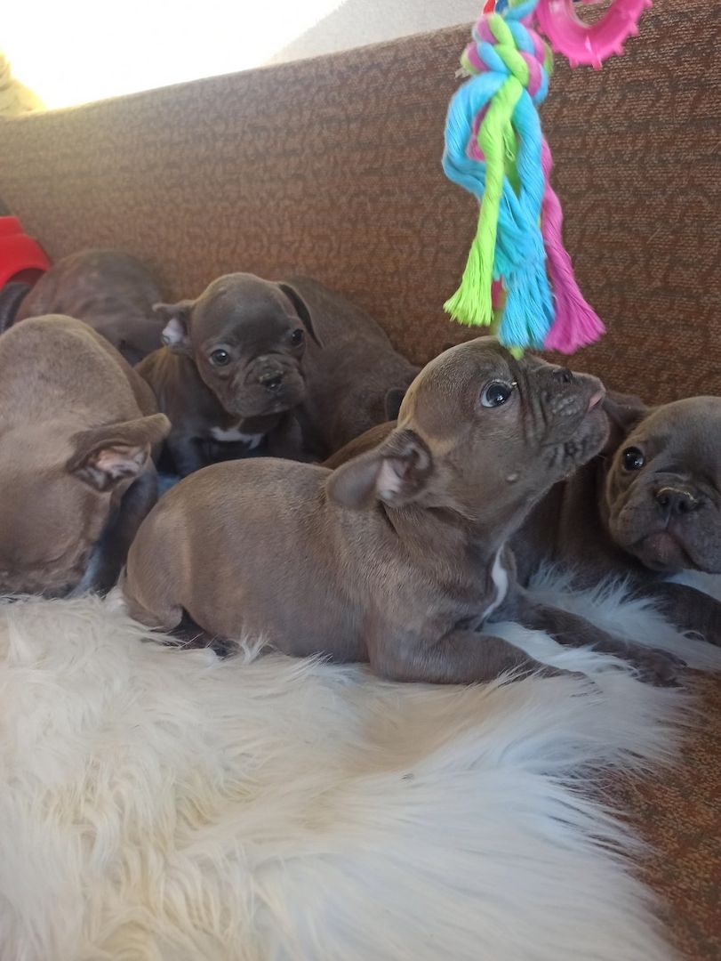 Französische Bulldogge