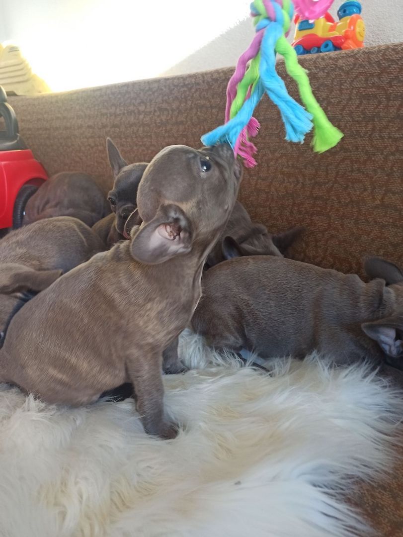 Französische Bulldogge