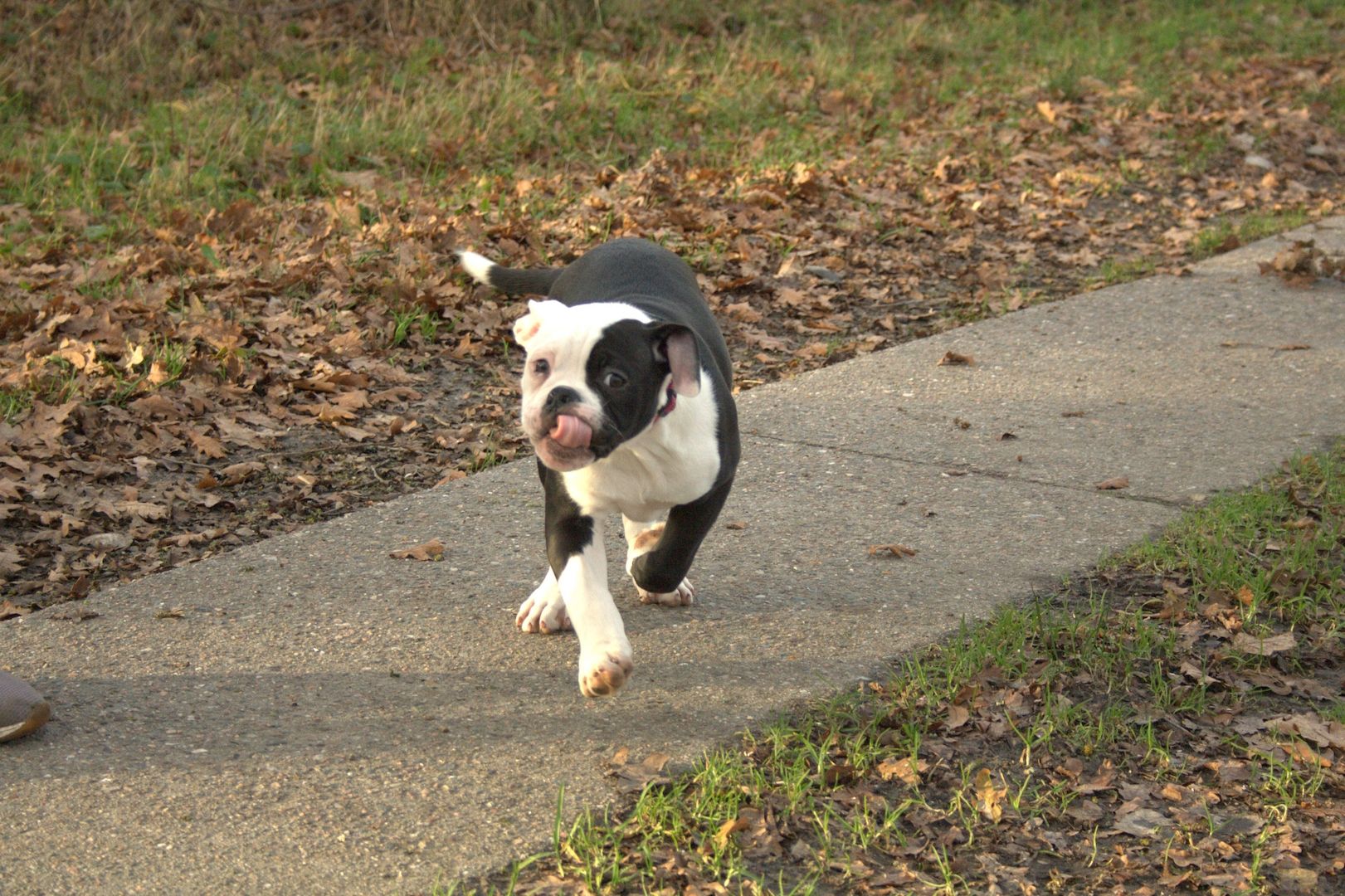 2 American Bulldog Prinzessinnen suchen noch ihre Traumfamilie 2 American Bulldog Prinzessinnen suchen noch ihre Traumfamilie
